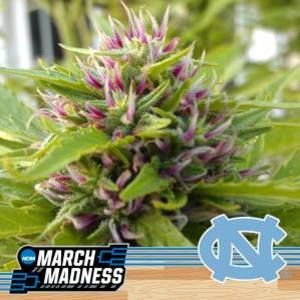 Meet your Posher, Roosevelt